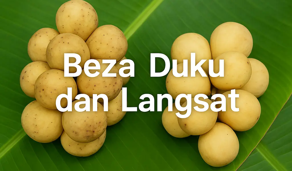 Beza Duku dan Langsat