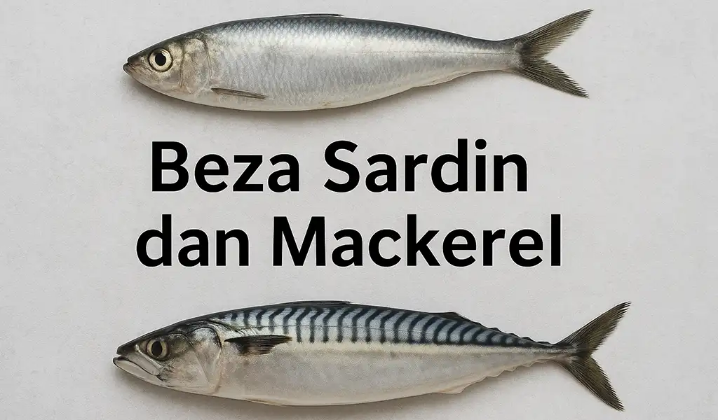 Beza Sardin dan Mackerel