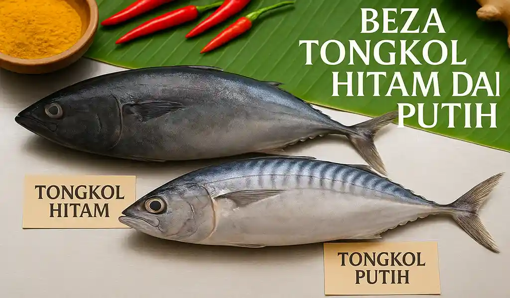 Beza Tongkol Hitam dan Putih
